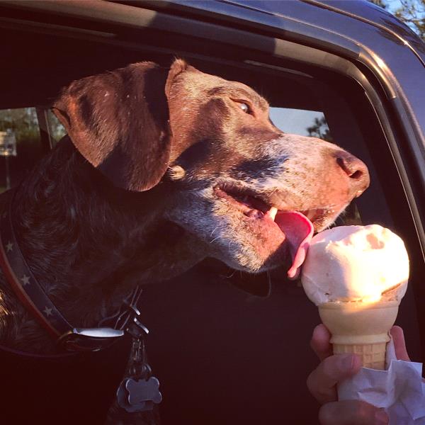 /Images/uploads/Southeast German Shorthaired Pointer Rescue/segspcalendarcontest2018/entries/8693thumb.jpg